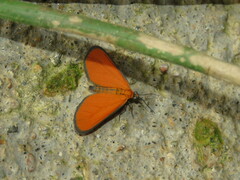 Eudulophasia