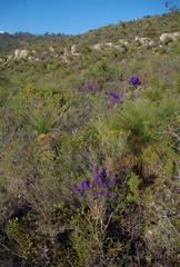Xanthorrhoea acanthostachya