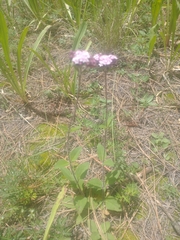 Stevia