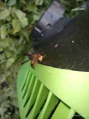 Polistes rubiginosus