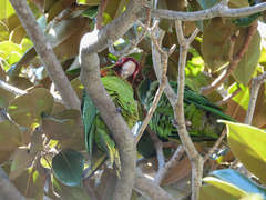 Psittacara mitratus
