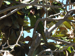 Psittacara mitratus