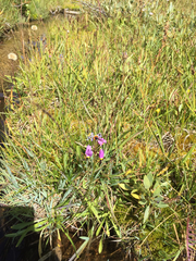 Dodecatheon