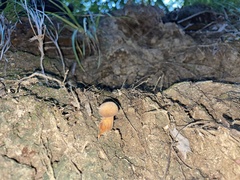 Austroboletus gracilis