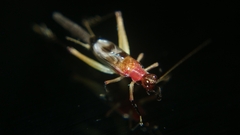 Homoeoxipha lycoides