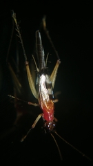 Homoeoxipha lycoides