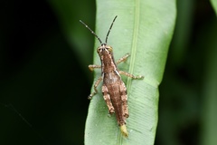 Xenocatantops humilis