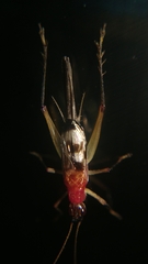 Homoeoxipha lycoides