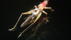 Homoeoxipha lycoides
