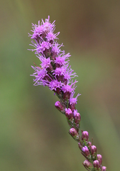 Liatris pilosa