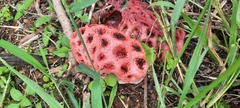 Clathrus crispus