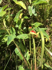 Peltandra sagittifolia