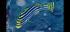 Plectorhinchus vittatus