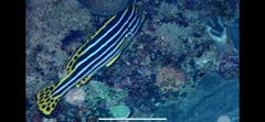 Plectorhinchus vittatus