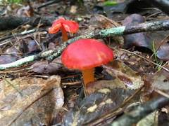 Hygrocybe coccinea