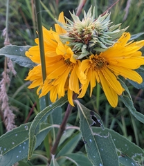 Helianthus grosseserratus