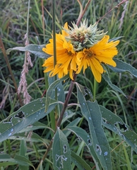 Helianthus grosseserratus