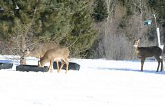 Odocoileus virginianus borealis