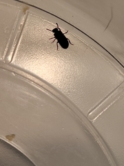 Tenebrio molitor