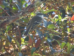 Mecocerculus leucophrys