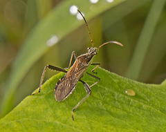 Alydus pilosulus