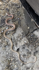 Masticophis flagellum piceus