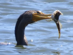 Leptocottus armatus