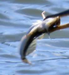 Leptocottus armatus