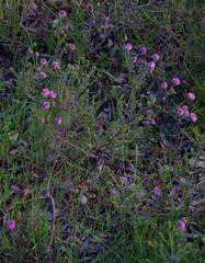 Kunzea micrantha micrantha