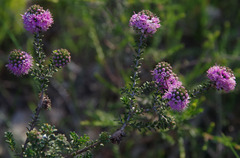 Kunzea micrantha micrantha