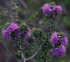 Kunzea micrantha micrantha