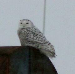 Bubo scandiacus