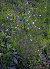 Kunzea micrantha micrantha
