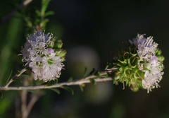 Kunzea micrantha micrantha