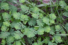 Phyllanthus urinaria