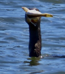 Leptocottus armatus