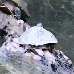 Pseudemys concinna concinna