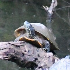 Pseudemys concinna concinna