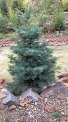 Abies concolor