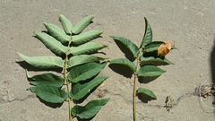 Ailanthus altissima