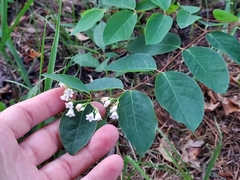 Apocynum androsaemifolium