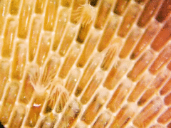 Membranipora membranacea