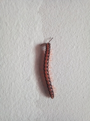 Helicorthomorpha holstii