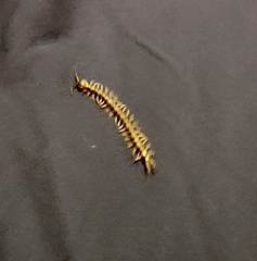 Hemiscolopendra marginata