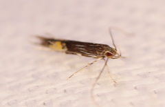 Cosmopterix