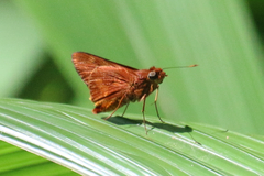 Cephrenes augiades