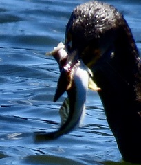 Leptocottus armatus