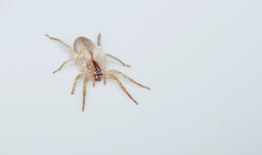 Arachosia praesignis