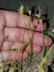 Juncus tenuis