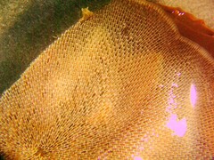 Membranipora membranacea
